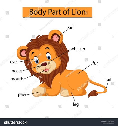 Diagram Showing Body Part Lion: vector de stock (libre de regalías ...