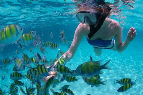 Freeport Snorkeling To Peterson Cay National Park: Triphobo