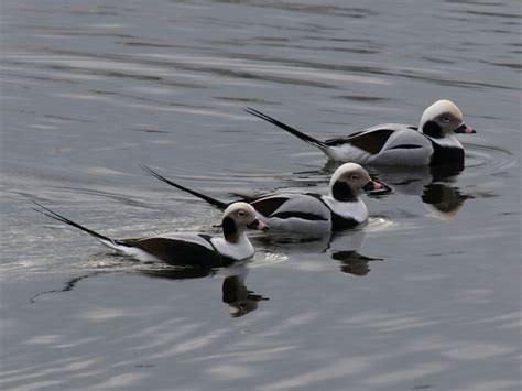 Capt Mondo's Photo Blog » Blog Archive » More Long-tailed Ducks