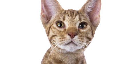 Spotted Tabby Cats - Which Breeds To Look For And What To Expect