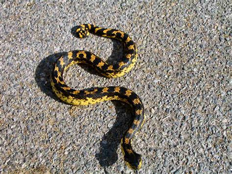 Indiana Snakes Pictures and Identification Help