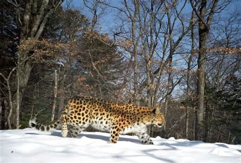 Amur Leopard Habitat - Where do Amur Leopards Live