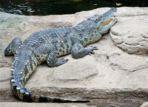 Siamese Crocodile Facts and Pictures | Reptile Fact