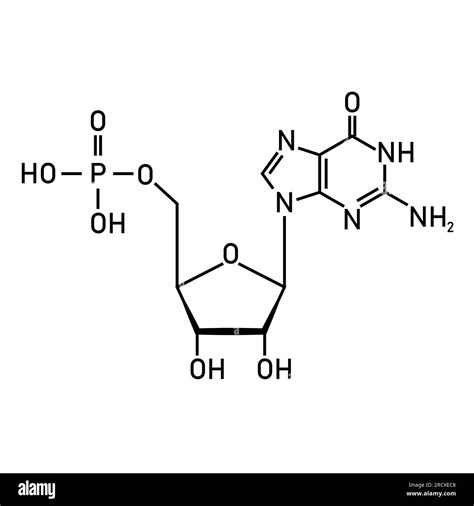 Chemical structure of DNA nucleotide. Three parts of a nucleotide. Phosphate group, pentose ...