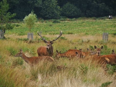 Photographs — Richmond Park — Deer — 24 September 2016 — 2 — wasaweb.net