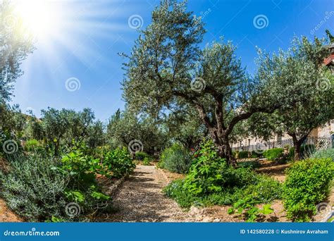 Gethsemane Garden on the Mount of Olives Stock Photo - Image of ...