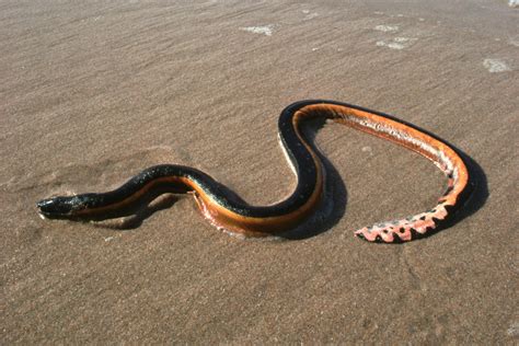 Highly venomous sea snakes wash up on Australian coast after stormy ...