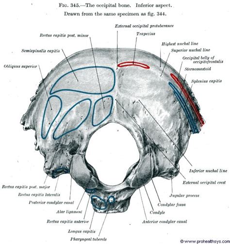 Occipital Bone Prohealthsys | Free Nude Porn Photos