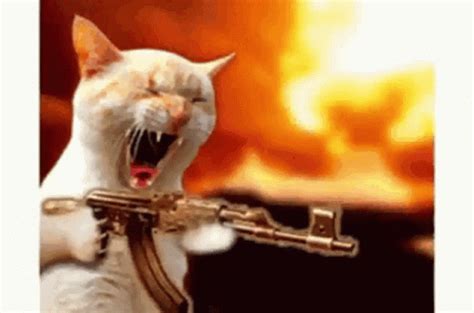 Angry Cat GIF – Angry Cat – discover and share GIFs