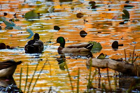 Fishing Line Around Fawn Lake Poses a Danger to Local Wildlife - The Bedford Citizen