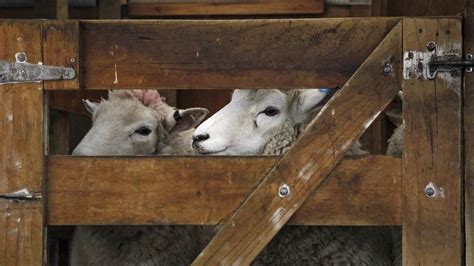 Everything You Need to Know About Fencing for Sheep — J&R Pierce Family Farm