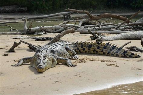 Animals That Live in Estuaries (9 Examples) - Wildlife Informer