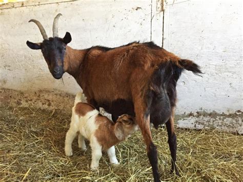 Spring arrives with baby goats at Round the Bend farm | Dartmouth