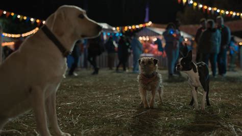 Meet the Strays cast: who voices the dogs in the Will Ferrell comedy