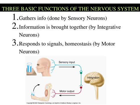 PPT - The Nervous System : communication PowerPoint Presentation, free download - ID:2047869