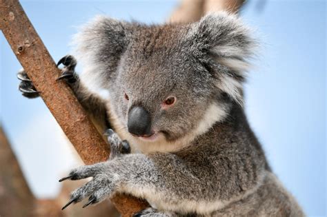 Koalas are 'functionally extinct with only 80,000 left in wild' - The number of koalas in ...