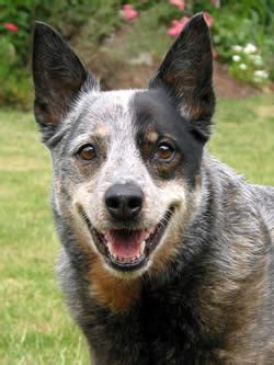 Australian Cattle Dog Names: Find 101 Names and Meanings for your ...