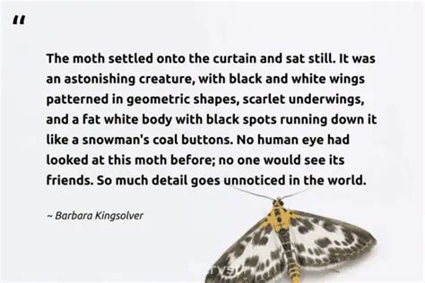 20 Fascinating Moth Quotes about the Nocturnal Insects