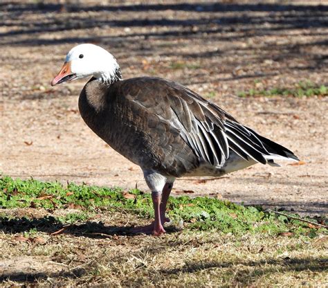 Blue Goose-12520- (49) | Photo By Martin Molina Southern Ari… | Flickr