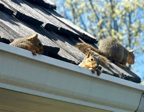 Get Rid of Squirrels in Attic - Xceptional Wildlife Removal