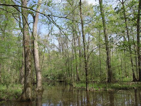 National Forests in Texas - National Forest Foundation