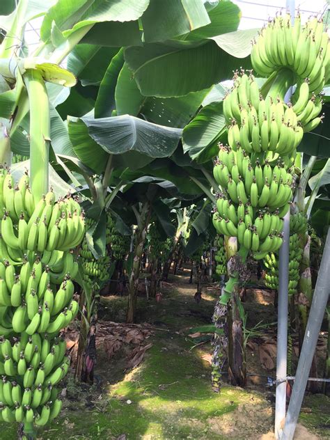 A banana plantation, Turkey : r/pics