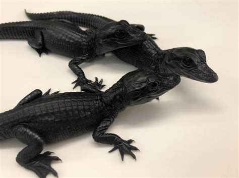 16 Melanistic Animals That Are the Truest Children of the Night / Bright Side