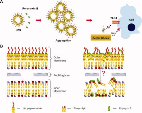 Schematic representation of the proposed mode of action of polymyxin B,... | Download Scientific ...