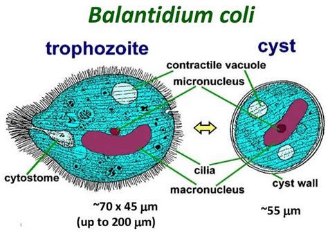 Balantidium Coli Trophozoite And Cyst