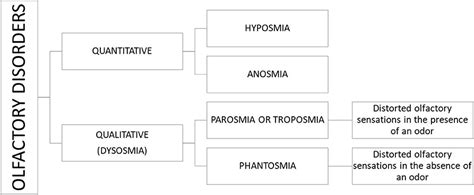 Frontiers | Parosmia and Neurological Disorders: A Neglected Association