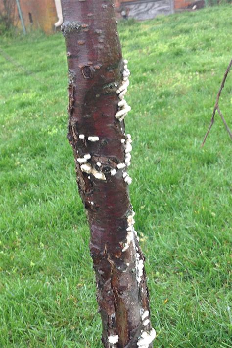 Weeping Flowering Cherry Tree Diseases / Complete Guide To Weeping Cherry Tree How To Grow Care ...