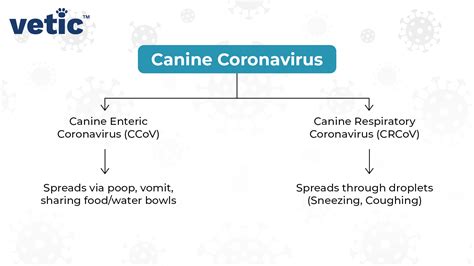 Canine Coronavirus Infection in Pups and Adult Dogs