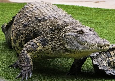 Reptile Gardens - Enjoy Your Parks