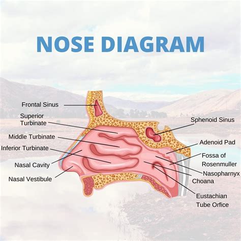 #SinusInfo Inside the walls of your nose are 3 pairs of small bones ...