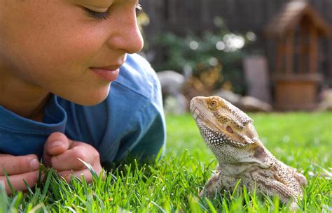 Pet Iguana : Pet with an Intimidating Look - Pets Nurturing