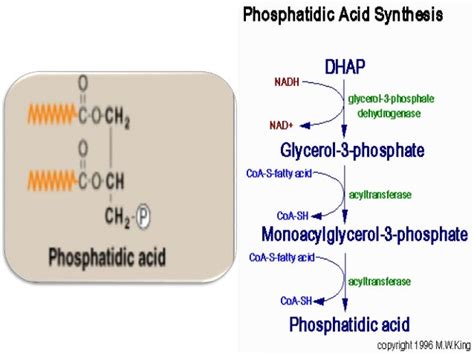 SYNTHESIS OF PHOSPHOLIPIDS