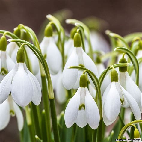 Snowdrops | Bulb flowers, Spring flowering bulbs, Winter flowers