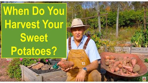 "When do You Harvest Your Sweet Potatoes?" - YouTube