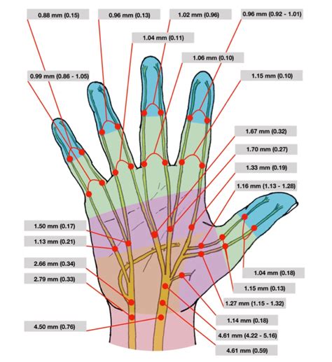 ASPN - Nerve Diameter of the Hand: A Cadaveric Study