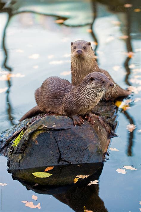 "River Otters" by Stocksy Contributor "Andreas Gradin" - Stocksy