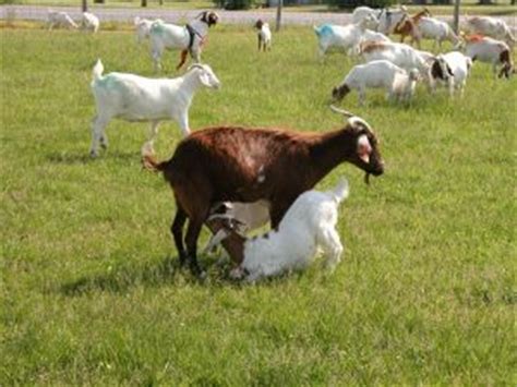 Goat Reproduction – Goats