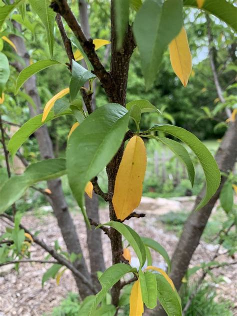 Random Yellow Leaves - Nectarine Tree in the Vegetables and Fruit forum ...