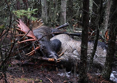 Famous Bull Moose Killed in Fight with Even Bigger Bull | Outdoor Life