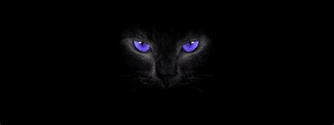 HD wallpaper: Cat, Animals, Black Background, Green Eyes, 2048x1382 | Wallpaper Flare