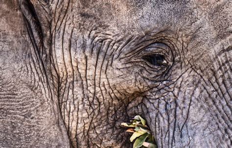 Close Up of an Elephant Face Stock Photo - Image of elephant, herbivorous: 181504982