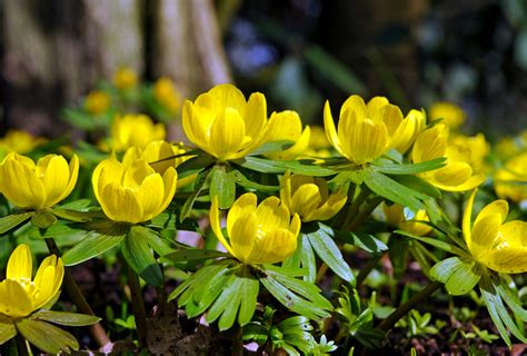 Shop Eranthis, Hyemalis and other Seeds at Harvesting History