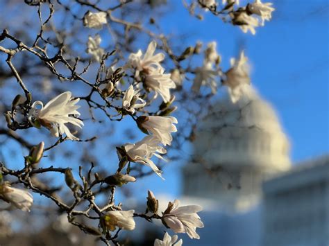 2023 is off to a record warm start in Washington — but it won’t last ...