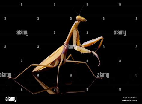 Giant Asian Yellow Praying Mantis (Hierodula membranacea) isolated on black background Stock ...