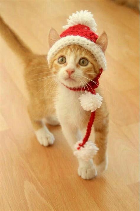 Pin by Cute Creatures on Cute Cats | Christmas cats, Cat santa hat, Cat holidays