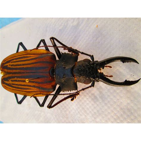 Wild 87mm Macrodontia castroi, A-/A2 - Rare Specimens - Categories